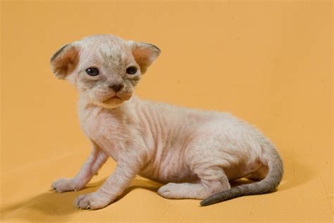 gatos recien nacidos sin pelo|Gatos recién nacidos sin pelo: causas, cuidados y consejos